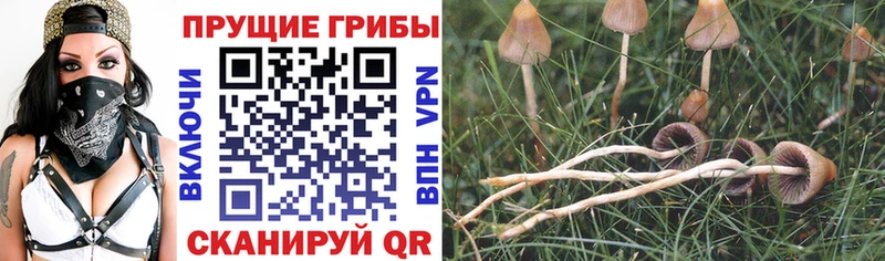 Галлюциногенные грибы Magic Shrooms Черноголовка